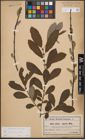 Foto von Salix cinerea L.